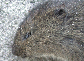 Meadow Vole